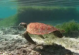 tortue verte immature (Chelonia mydas)