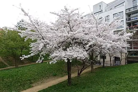 Cerisier en fleur dans le jardin Marie-Thérèse-Auffray, à Paris, en hommage à la peintre et résistante Marie-Thérèse Auffray.