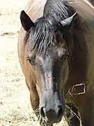 Cheval de Mérens roussi par le soleil, vu de face.