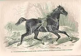 Cheval du Merlerault en 1852, dans l'Encyclopédie pratique de l'agriculteur publiée par Firmin-Didot et Cie, t.&nbsp;5, 1877.