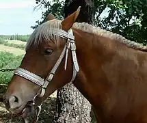 Comtois en exposition à Mirabel, profil gauche, 2017