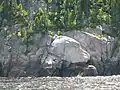 Tête de chien endormi, dans une paroi du fjord du Saguenay, au Québec.