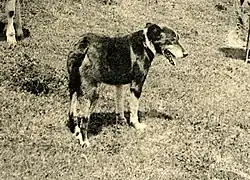 Chien de Berger d'Auvergne, Puy-de-Dôme vers 1910