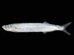 Chirocentrus dorab (Chirocentridae)