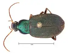 Chlaenius chaudoiri.