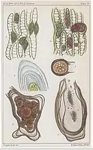 Chlamydomyxa labyrinthuloidesCertains sont enkystés dans des feuilles de Sphaignes