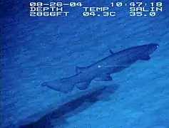 Un requin (Chlamydoselachus anguineus) au Davidson seamount (−1&nbsp;736&nbsp;m).