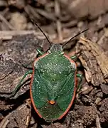 Chlorochroa sayi (Californie, USA).