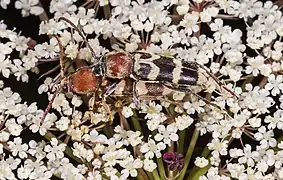 Accouplement - Fronton