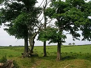 Détail du site de la fosse du choléra près de la ferme Soth Barr, Barrmill (en), Ayrshire, Écosse.