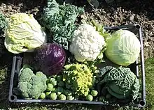 Photographie en couleurs, représentant plusieurs choux.