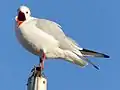 Mouette rieuse au sommet d'un mat dans le port