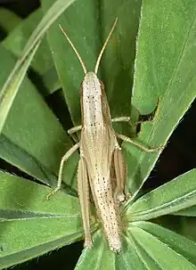 Femelle « normale ».