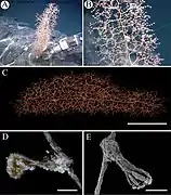 Chrysogorgia ramificans