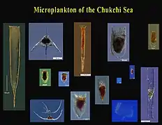 Tintinnides d'Arctique.