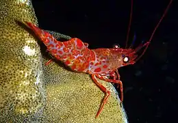 Cinetorhynchus erythrostictus