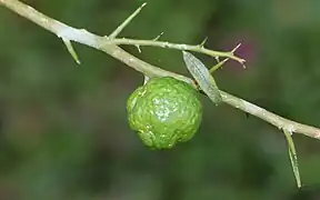 Citrus australis (« lime ronde australienne »)
