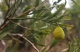 Citrus glauca (« lime du désert »)