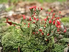 Cladonia cristatella.
