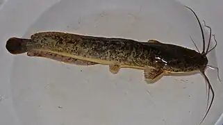 Clarias gariepinus