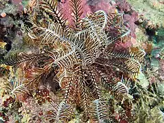 Clarkcomanthus littoralis