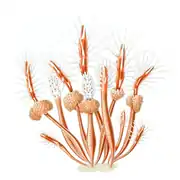 Clava multicornis (Hydractiniidae)