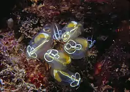 Clavelina lepadiformis