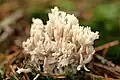 Ramaria aurea