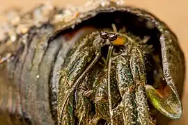 Clibanarius longitarsus