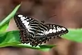 Parthenos sylvia borneensis