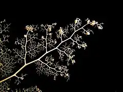 Gros plan sur un bras de gorgonocéphale.