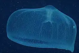 Deepstaria enigmatica