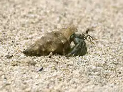 Bernard-l'ermite terrestre ou Cénobite stridulant (Coenobita rugosus)