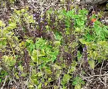 C. lanuginosus = Plectranthus lanuginosus