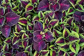 Plectranthus scutellarioides dans le jardin universitaire Roger-Van den Hende à Quebec.