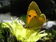 Le Souci (Colias croceus)