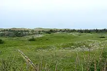 Une prairie devant une forêt rabougrie avec des dunes en arrière fond.