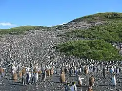 Une colonie de plus de 60&nbsp;000 individus à Salisbury Plain.