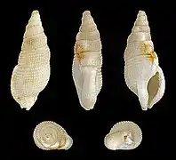 Colubraria tortuosa (nl), un Colubrariidae.