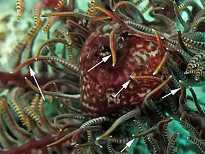 Tegmen et pinnules orales de Comatula pectinata