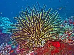 Spécimen des Maldives.