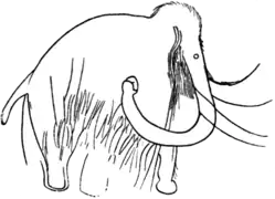 Mammouth gravé de la grotte des Combarelles