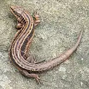 lézard vivipare