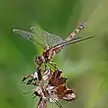 Une sympétrum striée dans l'Otmoor RSPB reserve&nbsp;(en) en Oxfordshire.