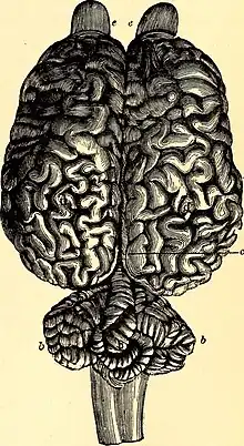 Dessin de cerveau en noir et blanc.