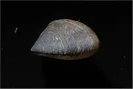 Congeria mulaomerovici (espèce fossile)