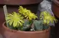 Conophytum immacratum