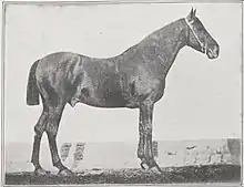Photo noir et blanc d'un cheval vu de profil.
