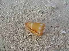 Une coquille de Conus litoglyphus échouée sur une plage.