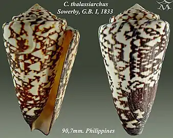 Conus thalassiarchus Sowerby, G.B. I, 1833